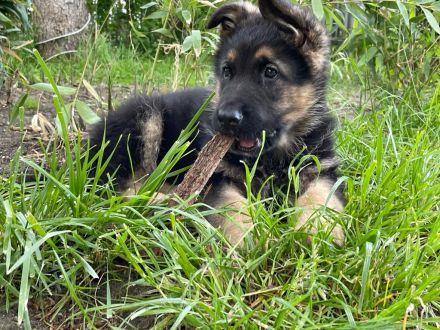 Verkaufe ab Ende November Deutsche Schäferhundwelpen