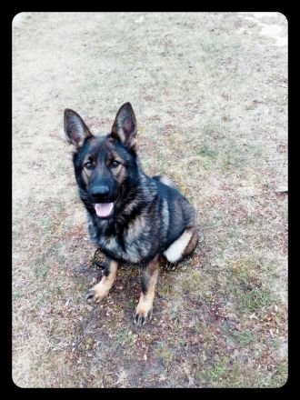 Verkaufe ab Ende November Deutsche Schäferhundwelpen