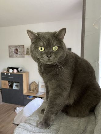 Bkh Kater & Bkh mix Katze