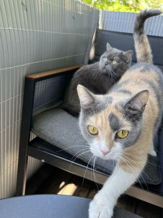 Bkh Kater & Bkh mix Katze