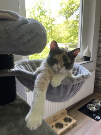 Bkh Kater & Bkh mix Katze