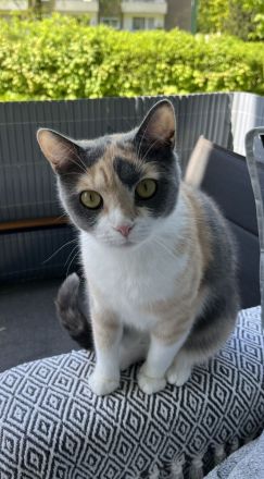 Bkh Kater & Bkh mix Katze