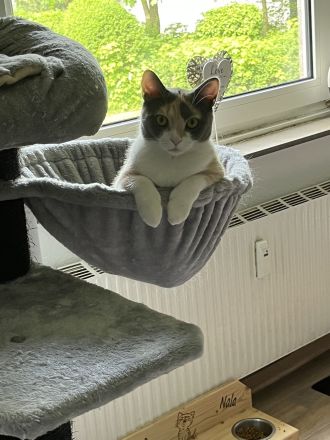 Bkh Kater & Bkh mix Katze