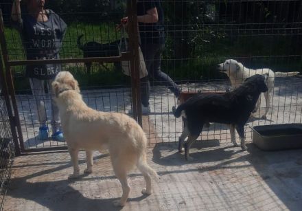 liebe Blanka wurde vom Zug verletzt; 2 Jahre, sie lebt im Zwinger.Wir suchen ein Heim für sie, Gnade