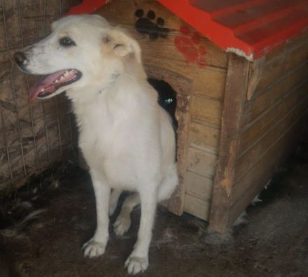 liebe Blanka wurde vom Zug verletzt; 2 Jahre, sie lebt im Zwinger.Wir suchen ein Heim für sie, Gnade