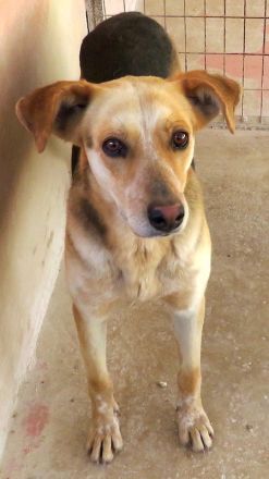 Brian, männlicher Schäferhund-Mix