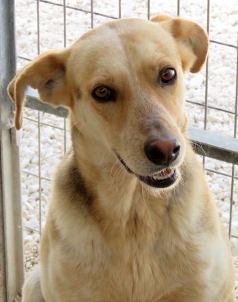 Brian, männlicher Schäferhund-Mix