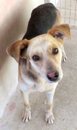 Brian, männlicher Schäferhund-Mix