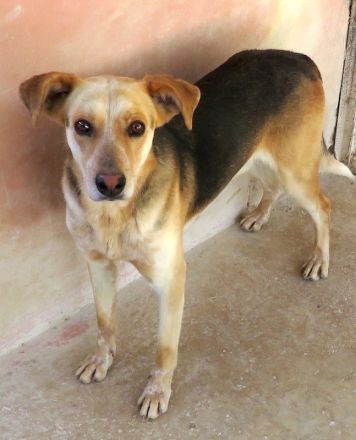 Brian, männlicher Schäferhund-Mix