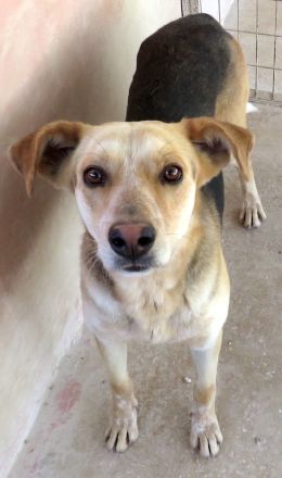 Brian, männlicher Schäferhund-Mix