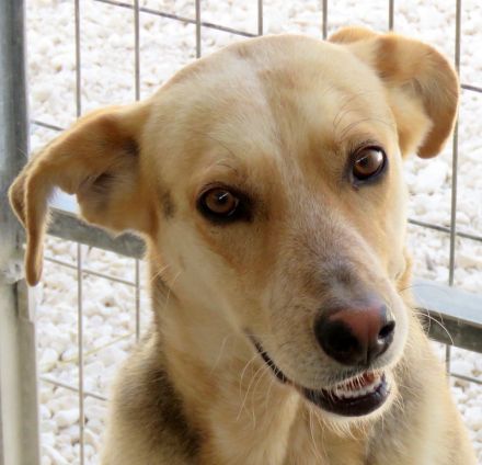 Brian, männlicher Schäferhund-Mix