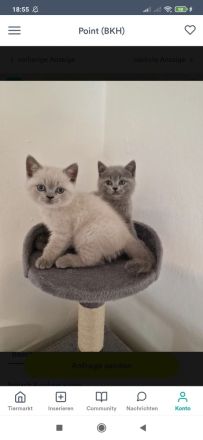 4 wunderhübsche bkh kitten reinrassige ab sofort abgabebereit