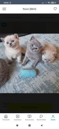 4 wunderhübsche bkh kitten reinrassige ab sofort abgabebereit
