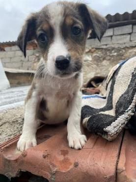 Zuckerschnute Nuri - Junghündin