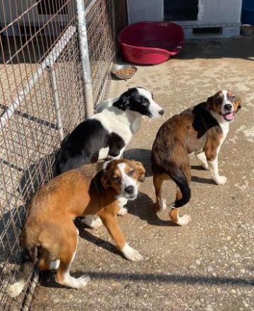 Zuckerschnute Nuri - Junghündin