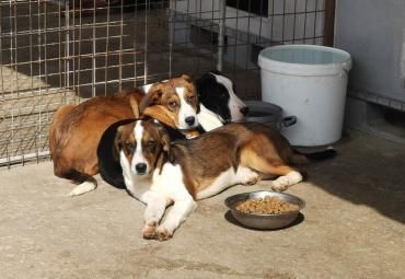 Zuckerschnute Nuri - Junghündin