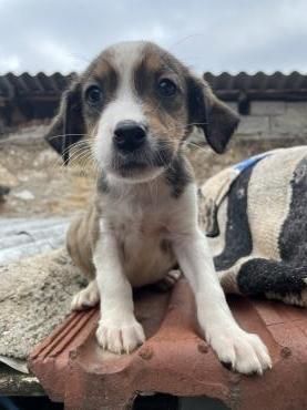 Zuckerschnute Nuri - Junghündin