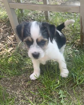 Jack Russel Mix