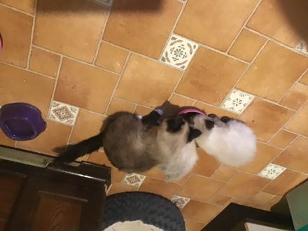 Heilige Birma Kitten