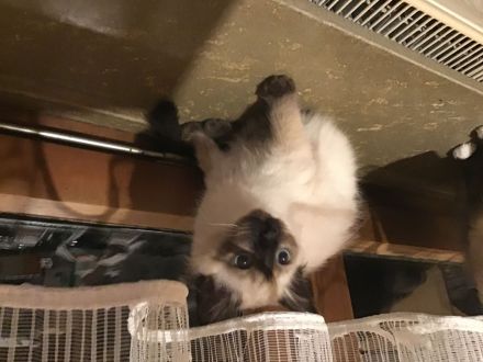 Heilige Birma Kitten