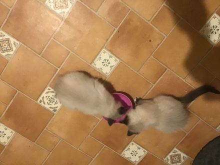 Heilige Birma Kitten