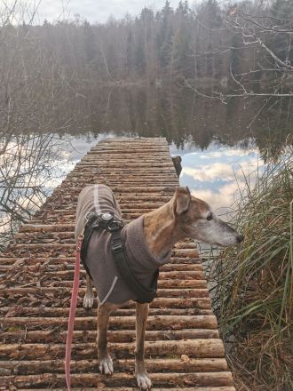 Valto sucht schönes Zuhause