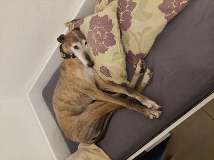 Valto sucht schönes Zuhause