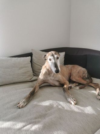 Valto sucht schönes Zuhause