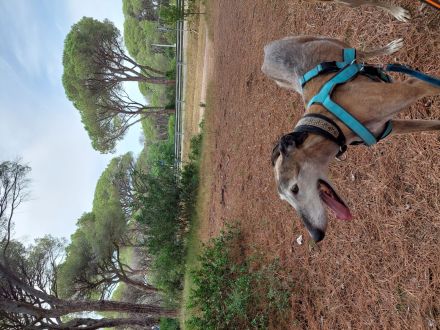 Valto sucht schönes Zuhause