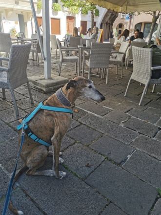 Valto sucht schönes Zuhause