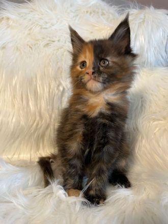 Maine Coon mit Stammbaum