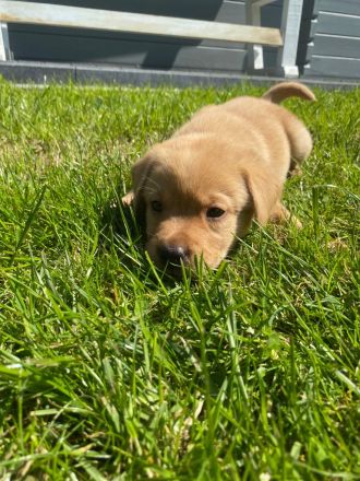 Labradorwelpen reinrassig mit Papiere