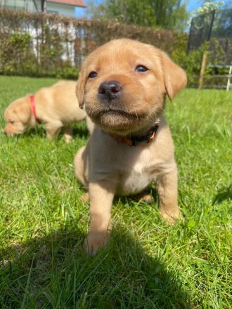 Labradorwelpen reinrassig mit Papiere