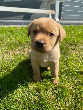 Labradorwelpen reinrassig mit Papiere