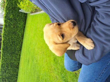 Labradorwelpen reinrassig mit Papiere