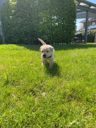 Labradorwelpen reinrassig mit Papiere