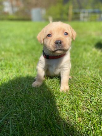 Labradorwelpen reinrassig mit Papiere