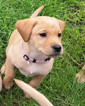 Labradorwelpen reinrassig mit Papiere