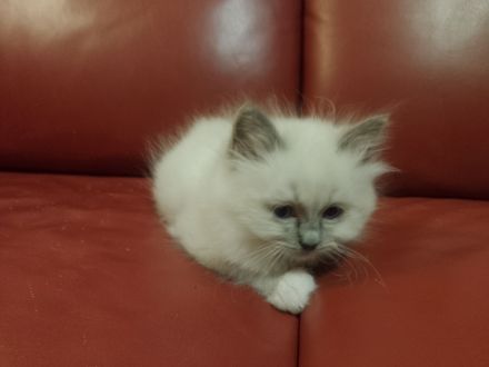 reinrassige Birma-Kitten zu vermitteln