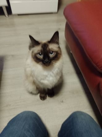 reinrassige Birma-Kitten zu vermitteln