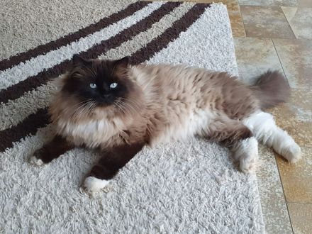 reinrassige Birma-Kitten zu vermitteln