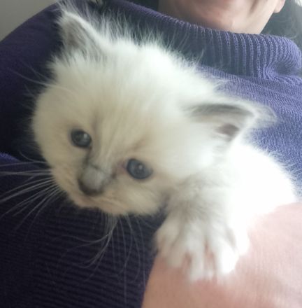 reinrassige Birma-Kitten zu vermitteln