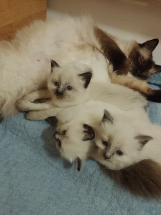 reinrassige Birma-Kitten zu vermitteln