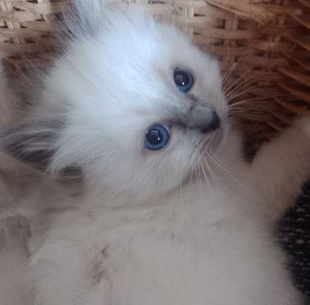 reinrassige Birma-Kitten zu vermitteln