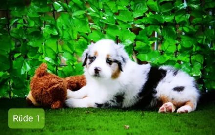 Australian Shepherd Welpen mit Ahnentafel