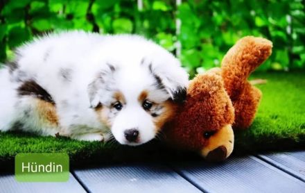 Australian Shepherd Welpen mit Ahnentafel
