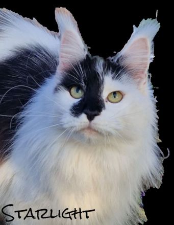 𝐌𝐨𝐨𝐧 𝐆𝐢𝐚𝐧𝐭'𝐬