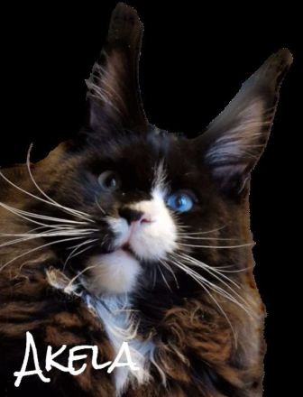 𝐌𝐨𝐨𝐧 𝐆𝐢𝐚𝐧𝐭'𝐬