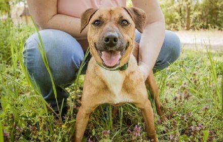 Gyufa möchte im Vollspurt sein Leben in die Pfote nehmen