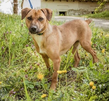 Gyufa möchte im Vollspurt sein Leben in die Pfote nehmen